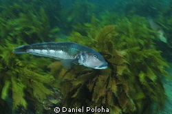 Blue cod gliding over the kelp forest by Daniel Poloha 